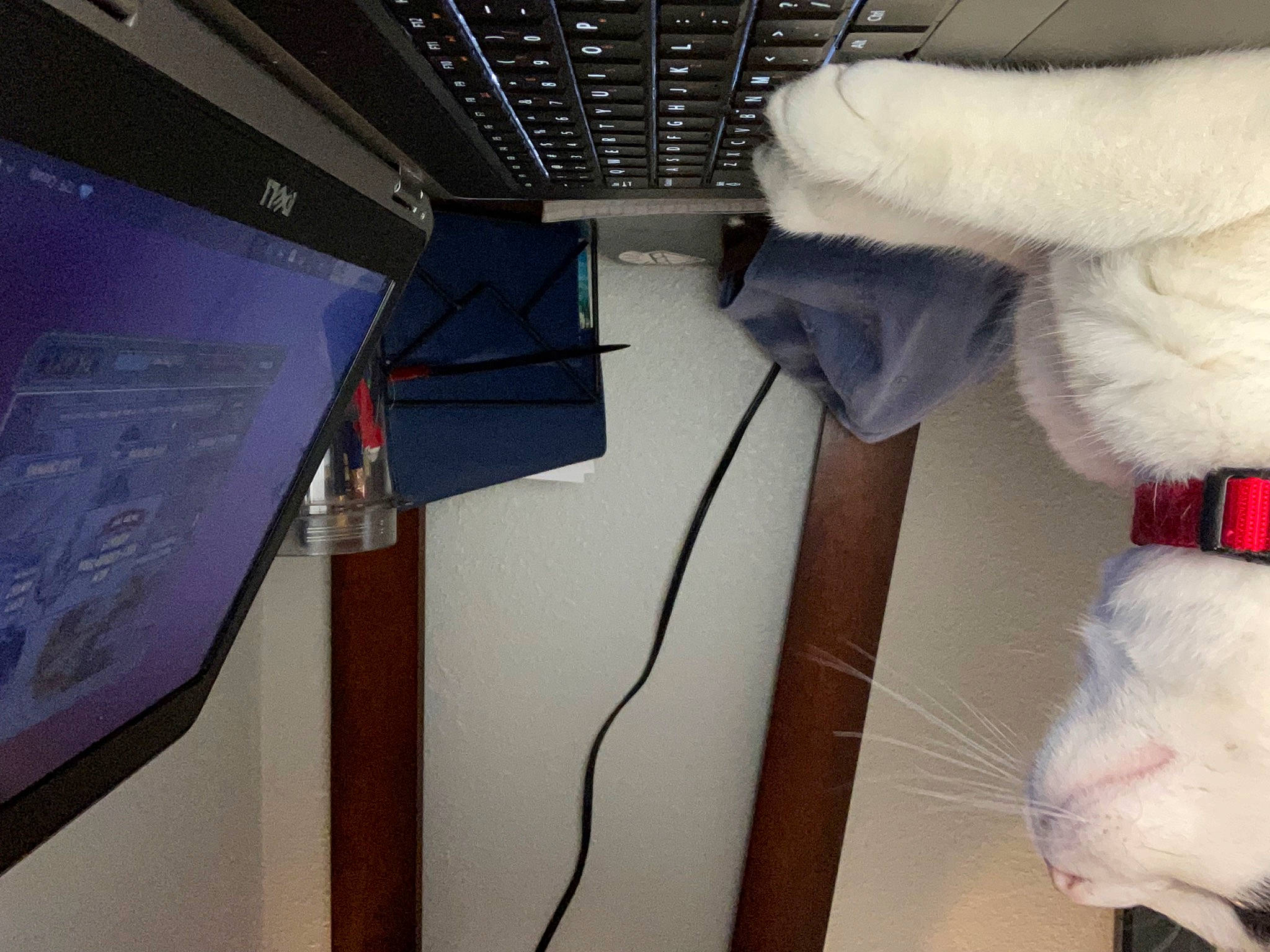 Joe is registered to the contest to win money with this photo: aerospace_engineering, cable, cat, ceiling, computer, computer_hardware, display_device, electrical_supply, electrical_wiring, electronic_device, felidae, fur, glove, machine, personal_computer, room, tail, technology, wire, wood