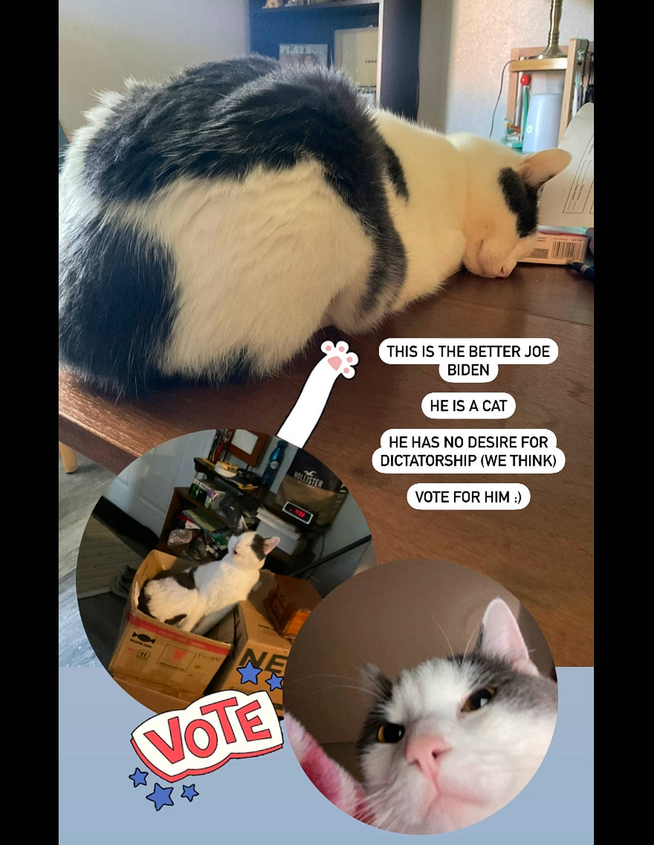 Joe is registered to the contest to win money with this photo: advertising, box, carnivore, cat, cat_supply, comfort, eyelash, felidae, font, fur, mammal, paw, pet_supply, photo_caption, publication, small_to_medium_sized_cats, snout, tail, vertebrate, whiskers
