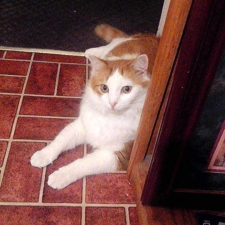 Peanut Butter is registered to the contest to win money with this photo: