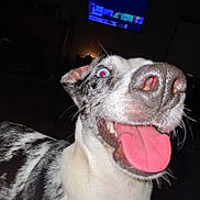 Ivy joined the competition — help win amazing prizes! dog, tongue, close_up, happy, indoor, pet, canine, excited, playful, fur, black_and_white, animal, nostrils, ears, teeth, tongue_out, living_room, television, dark_background, flash