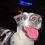 dog, tongue, close_up, happy, indoor, pet, canine, excited, playful, fur, black_and_white, animal, nostrils, ears, teeth, tongue_out, living_room, television, dark_background, flash