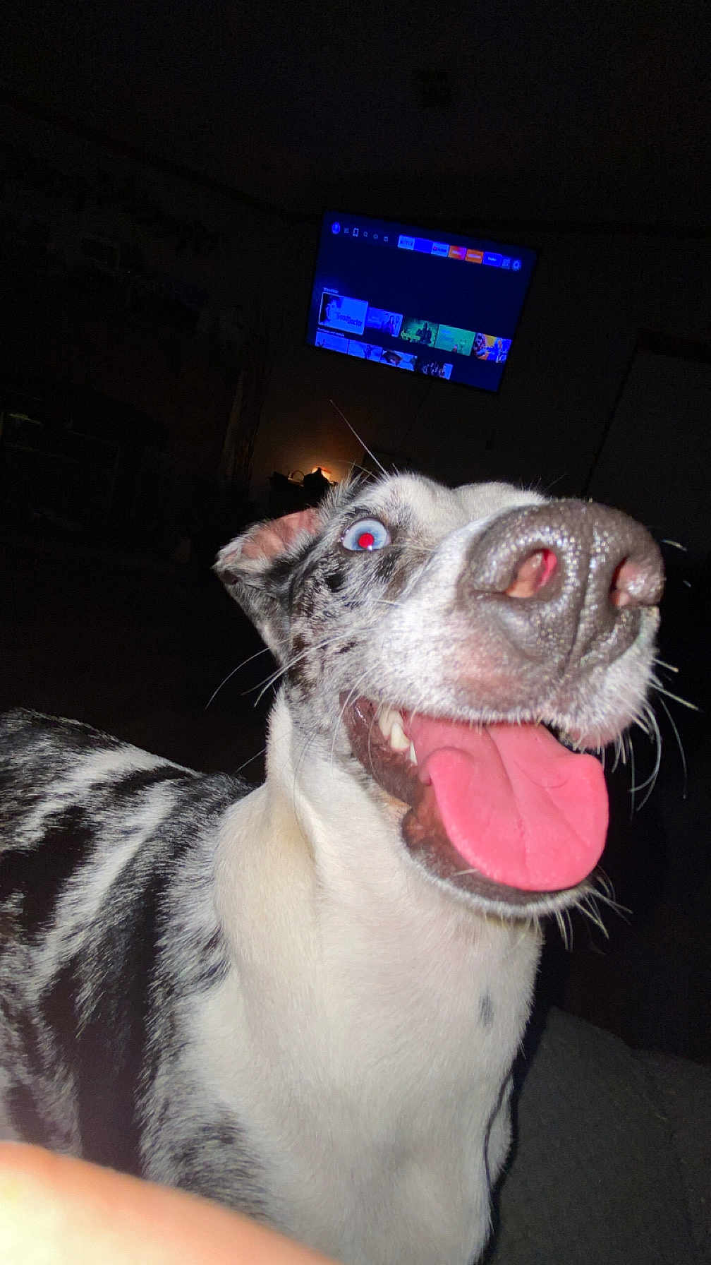 Ivy joined the competition — help win amazing prizes! dog, tongue, close_up, happy, indoor, pet, canine, excited, playful, fur, black_and_white, animal, nostrils, ears, teeth, tongue_out, living_room, television, dark_background, flash