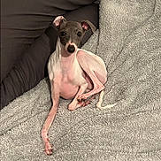Bianca is registered to the contest to win money with this photo: dog, italian_greyhound, pet, blanket, pillow, indoor, resting, curious, small_dog, fur, ears, snout, animal, cozy, relaxing, cute, mammal, companion, domestic, home