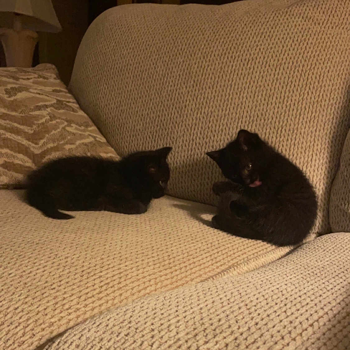Booboo And Buffy is registered to the contest to win money with this photo: animal, architecture, bed, bedroom, blackcat, blanket, building, cat, chair, couch, cushion, furniture, homedecor, indoors, kitten, linen, livingroom, manx, pet, room