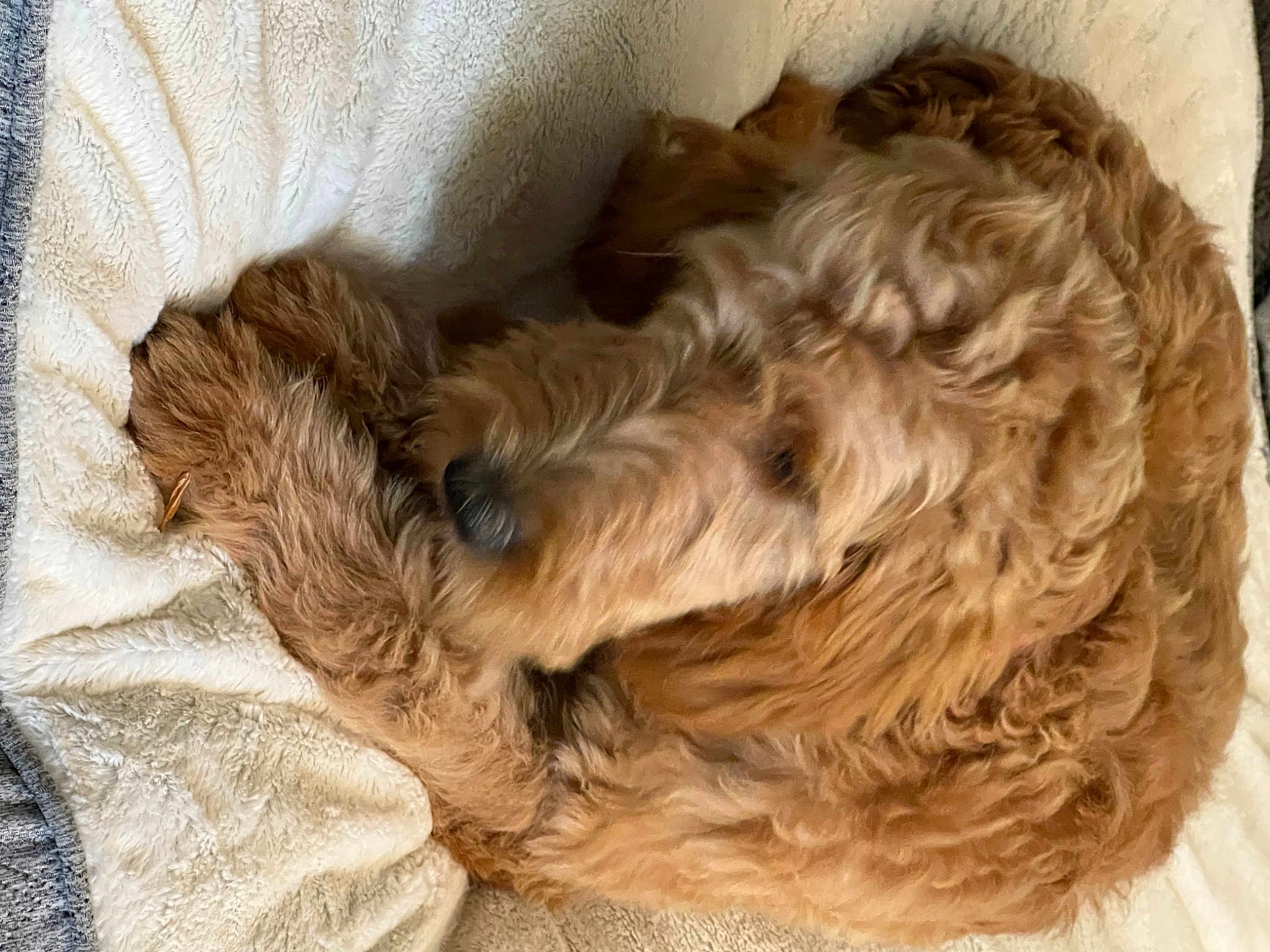Piper