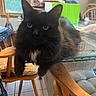 black_cat, cat, glass_table, yellow_eyes, chair, wooden_chair, cushion, indoor, window, box, clutter, furniture, pet, animal, relaxed, domestic, fur, tail, table, home