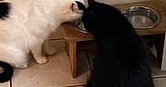 Missy joined the competition — help win amazing prizes! animal, animal_feeding, black_cat, black_fur, cat, companions, domestic_animal, feeding_station, feline, floor, floor_tiles, fur, home, indoor, pets, side_view, two_animals, water_bowl, white_cat, white_fur