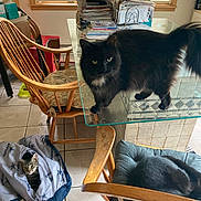 Missy is registered to the contest to win money with this photo: animal, black_cat, cat, cozy, cushioned_chair, daylight, domestic, floor, furniture, glass_table, home, indoor, jacket, papers, pet, relaxed, tabby_cat, tile_floor, window, wooden_chair