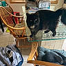 Missy is registered to the contest to win money with this photo: animal, black_cat, cat, cozy, cushioned_chair, daylight, domestic, floor, furniture, glass_table, home, indoor, jacket, papers, pet, relaxed, tabby_cat, tile_floor, window, wooden_chair