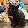 Missy joined the competition — help win amazing prizes! animal, black_cat, cat, chair, clutter, cozy, curious, domestic, feline, fur, glass_table, household, indoor, papers, pet, sitting, table, white_patch, window, yellow_eyes