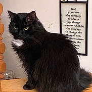Missy is registered to the contest to win money with this photo: animal, black_cat, calm, cat, decor, domestic_cat, feline, framed_quote, fur, furniture, indoor, looking_away, pet, portrait, serene, sitting, wall_art, white_patch, wooden_surface, yellow_eyes