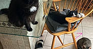 Missy joined the competition — help win amazing prizes! black_cat, cat, clutter, cushion, domestic, feline, floor_tile, glass_table, household, indoor, natural_light, paper, pets, pink_straws, relaxing, resting, slippers, tabby_cat, window_blinds, wooden_chair