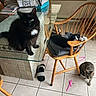 Missy joined the competition — help win amazing prizes! black_cat, cat, clutter, cushion, domestic, feline, floor_tile, glass_table, household, indoor, natural_light, paper, pets, pink_straws, relaxing, resting, slippers, tabby_cat, window_blinds, wooden_chair
