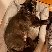 Rascal joined the competition — help win amazing prizes! cat, black_cat, pet_bed, indoor, furniture, wood, floor, cozy, curious, yellow_eyes, relaxed, animal, mammal, domestic_animal, resting, fur, paw, tail, texture, comfort