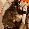 Rascal joined the competition — help win amazing prizes! animal, black_cat, cat, comfort, cozy, curious, domestic_animal, floor, fur, furniture, indoor, mammal, paw, pet_bed, relaxed, resting, tail, texture, wood, yellow_eyes