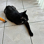 Rascal is registered to the contest to win money with this photo: animal, black_cat, cat, chair_leg, domestic_cat, ears, feline, floor, fur, home, indoor, paw, pet, relaxed, resting, stretching, tile_floor, whiskers, window_blinds, yellow_eyes
