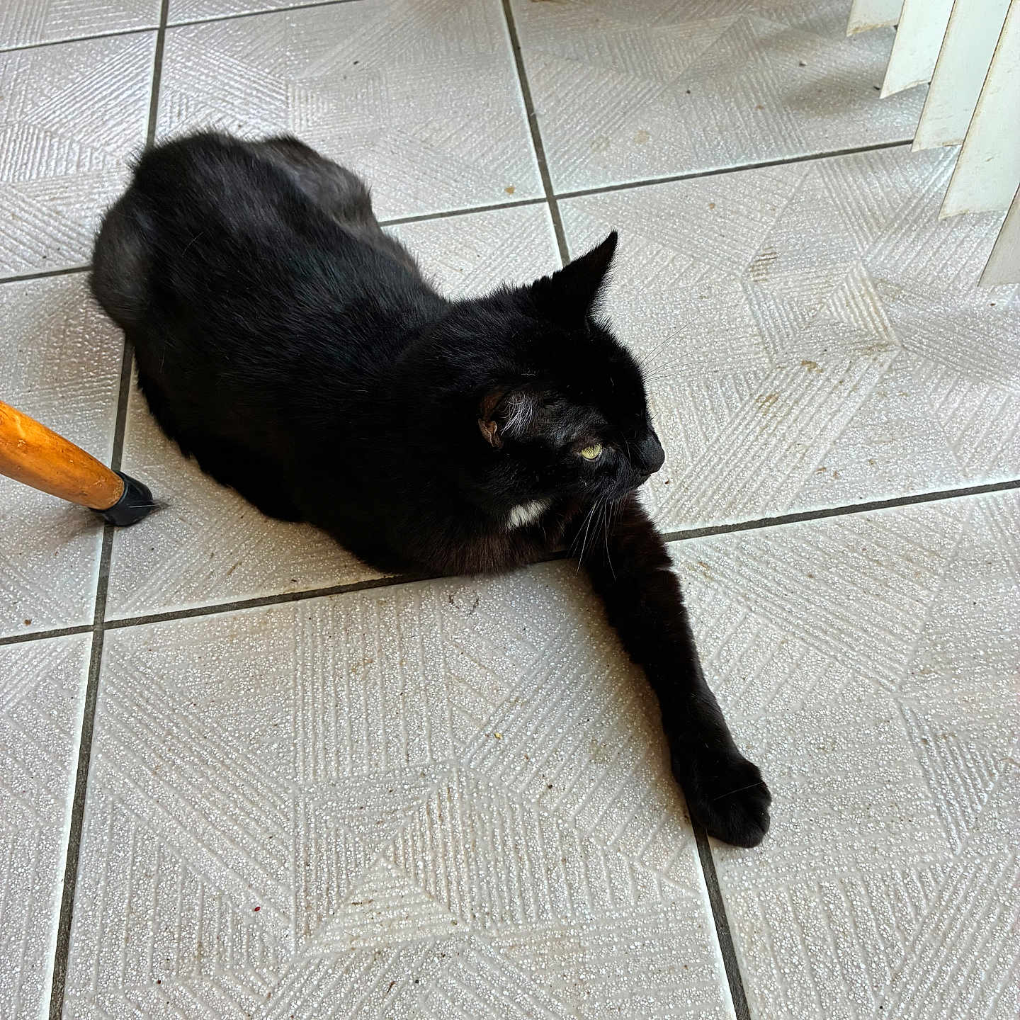 Rascal