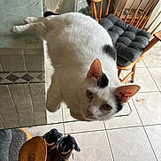 Buddy is registered to the contest to win money with this photo: cat, white_cat, black_spots, glass_table, wooden_chair, cushion, boots, tiled_floor, indoor, pet, animal, curious, looking_at_camera, household, furniture, domestic, cozy, relaxed, floor, room