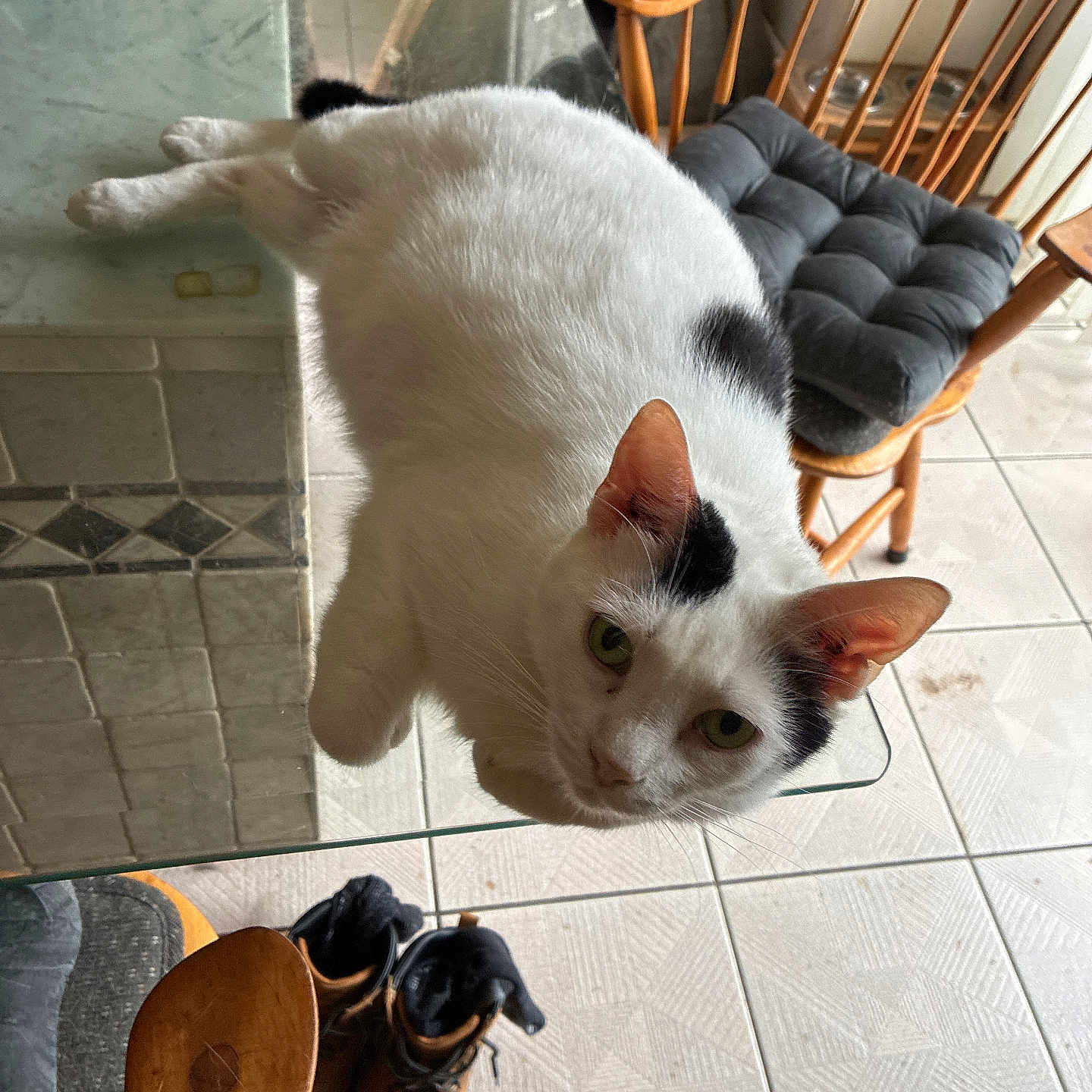 Buddy