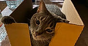 Oscar joined the competition — help win amazing prizes! animal, cardboard_box, cat, cleaning_spray, close_up, cozy, curious, domestic, feline, gray_cat, household_items, indoor, kitchen_counter, paw, pet, playful, relaxed, tabby_cat, water_bottle, window_light
