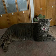 Oscar joined the competition — help win amazing prizes! animal, cat, countertop, domestic_cat, ears, feline, fur, gray_tabby, home_interior, indoor, laying_down, meowing, mouth_open, paws, pet, plush_cactus, relaxed, tile_floor, whiskers, wooden_cabinets