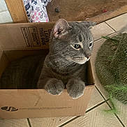 Oscar is registered to the contest to win money with this photo: cat, gray_cat, tabby_cat, cardboard_box, indoor, floor_tile, paws, curious, pet, animal, feline, box, mat, fabric, home, cozy, resting, looking, whiskers, ears