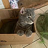 cat, gray_cat, tabby_cat, cardboard_box, indoor, floor_tile, paws, curious, pet, animal, feline, box, mat, fabric, home, cozy, resting, looking, whiskers, ears