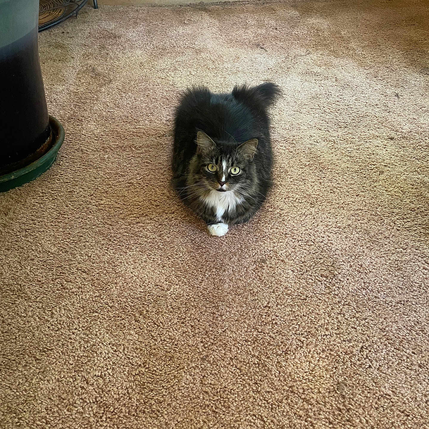 Baby Lulu joined the competition — help win amazing prizes! animal, carpet, cat, cozy, curious, domestic, eyes, floor, fur, furniture, green_plant, home, indoor, living_room, pet, plant_pot, plant_stand, sitting, tabby, white_paws