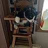 cat, black_and_white, wooden_chair, indoor, window, yellow_bottle, curious, perched, furniture, pet, animal, whiskers, claws, looking, small_chair, cozy, dim_light, domestic, household, curiosity