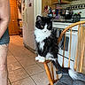 Baby Chance is registered to the contest to win money with this photo: appliances, black_and_white, cat, chair, counter, domestic, feline, food_items, fur, indoor, kitchen, person, pet, refrigerator, shorts, sitting, stove, tail, tile_floor, wooden_chair