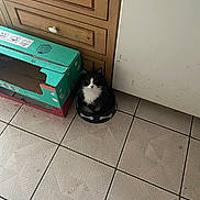 Baby Chance joined the competition — help win amazing prizes! cat, tuxedo_cat, dog_bowl, kitchen_floor, tile, cabinet, cardboard_box, black_and_white, pet, indoor, curious, sitting, floor_tiles, household, furniture, domestic, cute, animal, companion, quiet