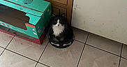 Baby Chance joined the competition — help win amazing prizes! animal, black_and_white, cabinet, cardboard_box, cat, companion, curious, cute, dog_bowl, domestic, floor_tiles, furniture, household, indoor, kitchen_floor, pet, quiet, sitting, tile, tuxedo_cat