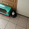 cat, tuxedo_cat, dog_bowl, kitchen_floor, tile, cabinet, cardboard_box, black_and_white, pet, indoor, curious, sitting, floor_tiles, household, furniture, domestic, cute, animal, companion, quiet