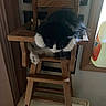 cat, black_and_white, wooden_chair, high_chair, indoor, furniture, pet, curious, fur, animal, window, cleaning_product, bottle, home, cozy, dim_lighting, resting, wood, domestic, curled_paw