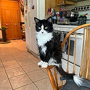 Baby Chance joined the competition — help win amazing prizes! appliances, black_and_white_cat, cat, chair, curious, domestic, eyes, floor_tiles, fur, furniture, household_items, indoor, kitchen, pet, refrigerator, sitting, stove, tail, warm_lighting, wooden_chair
