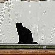 Ninette participe au concours pour gagner de l'argent avec cette photo : black, black_cat, cat, cat_like_mammal, font, mammal, picture_frame, small_to_medium_sized_cats, wall, window, wood