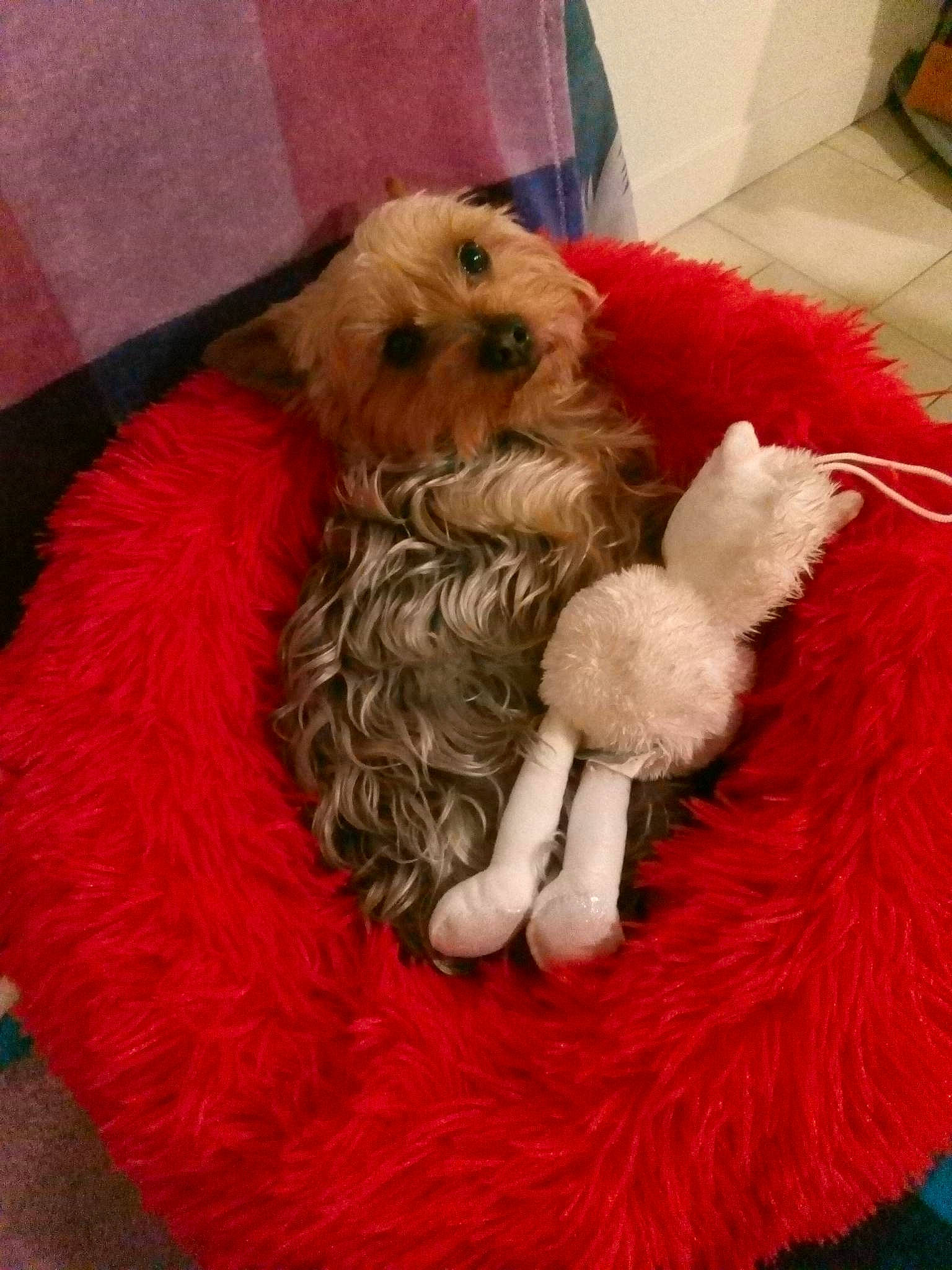 Rebel a rejoint le concours — aidez-le/la à gagner de superbes lots ! beard, canidae, carnivore, christmas, companion_dog, dog, dog_breed, dog_clothes, dog_supply, event, facial_hair, fur, hat, holiday, lap, pet_supply, santa_claus, sporting_group, terrier, toy_dog