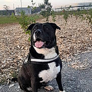 Lola participe au concours pour gagner de l'argent avec cette photo : dog, black_dog, white_dog, sitting, outdoor, gravel, wood_chips, trees, sky, happy, tongue_out, pet, nature, landscape, daylight, canine, animal, leash, park, young_trees