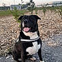 dog, black_dog, white_dog, sitting, outdoor, gravel, wood_chips, trees, sky, happy, tongue_out, pet, nature, landscape, daylight, canine, animal, leash, park, young_trees