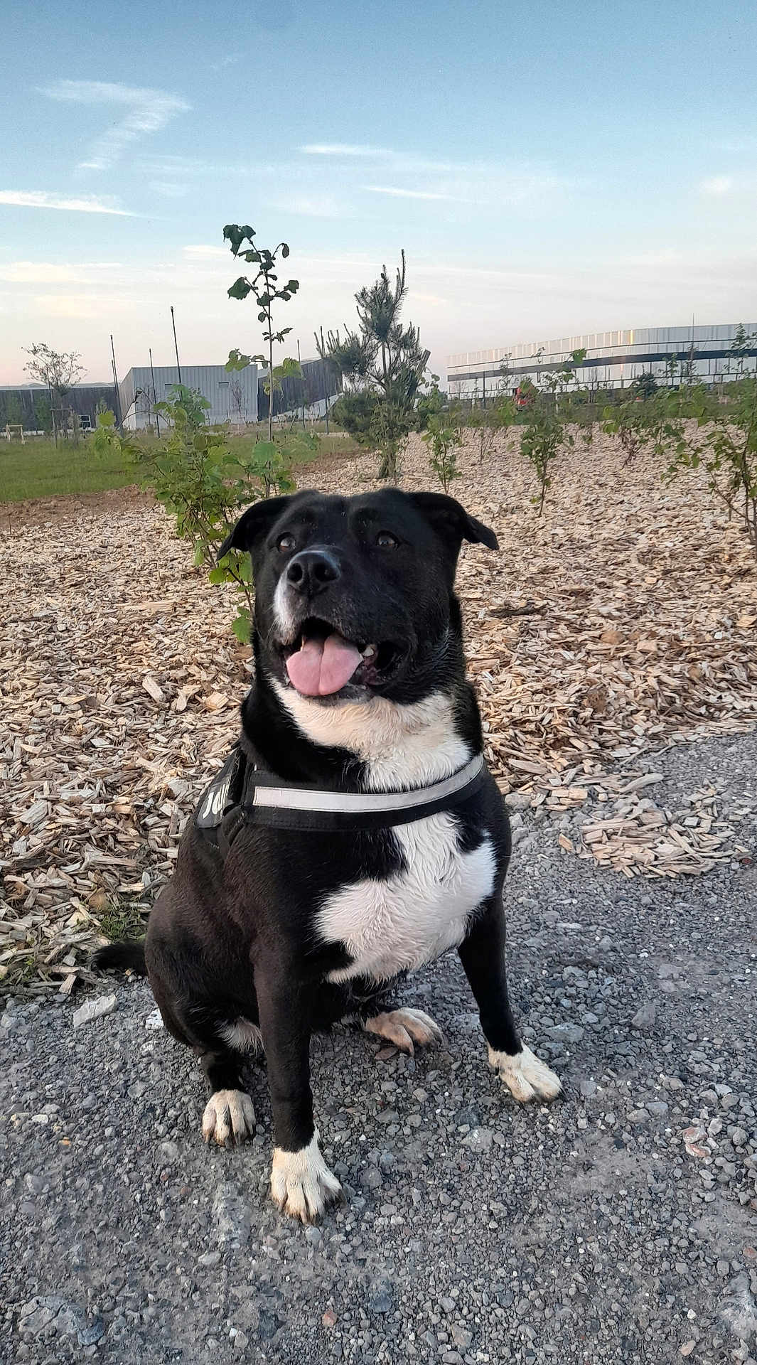 Lola