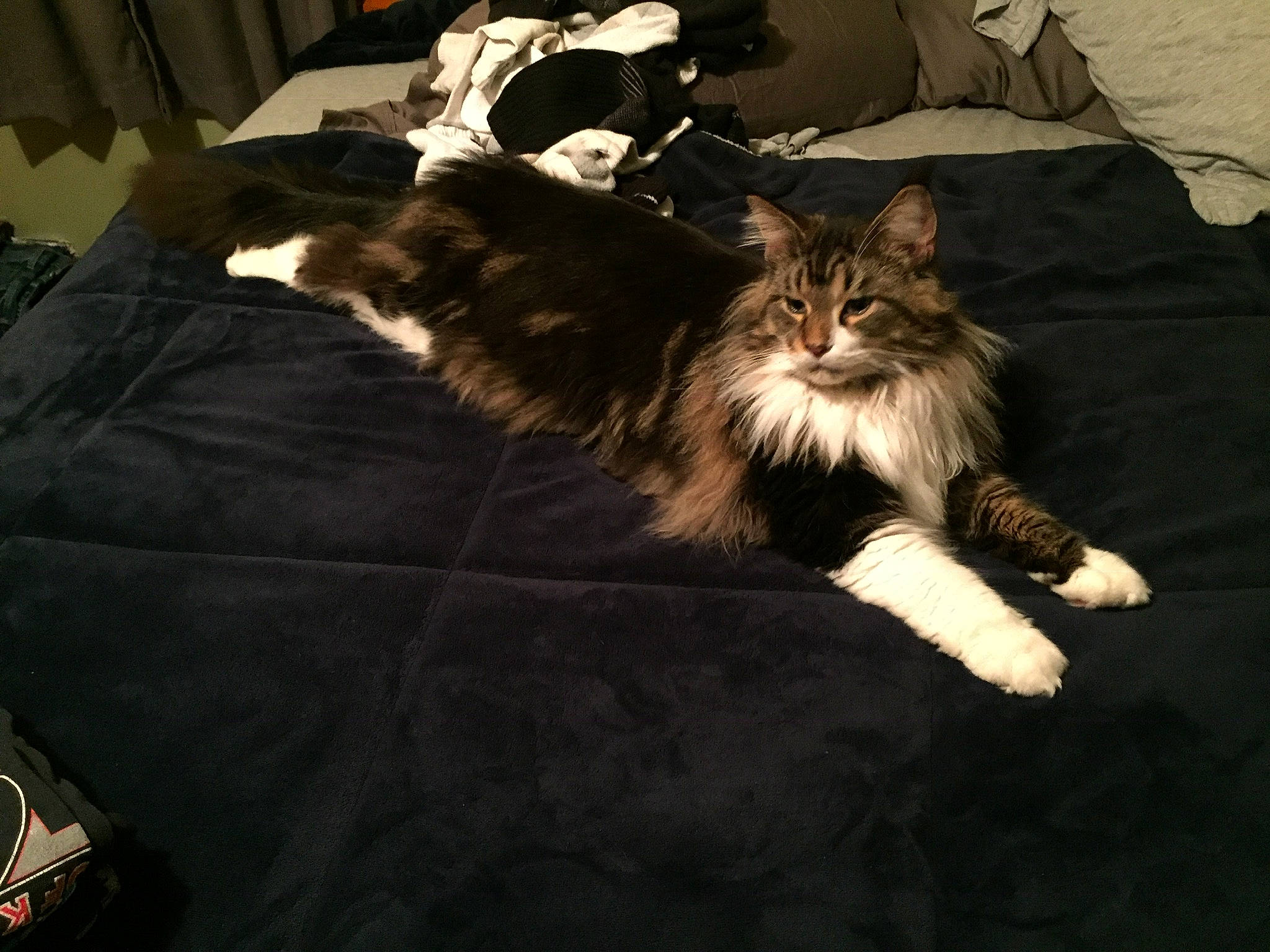 Hobbes is registered to the contest to win money with this photo: carnivore, cat, domestic_long_haired_cat, felidae, floor, flooring, fur, kitten, maine_coon, mammal, norwegian_forest_cat, ragamuffin, small_to_medium_sized_cats, tail, whiskers