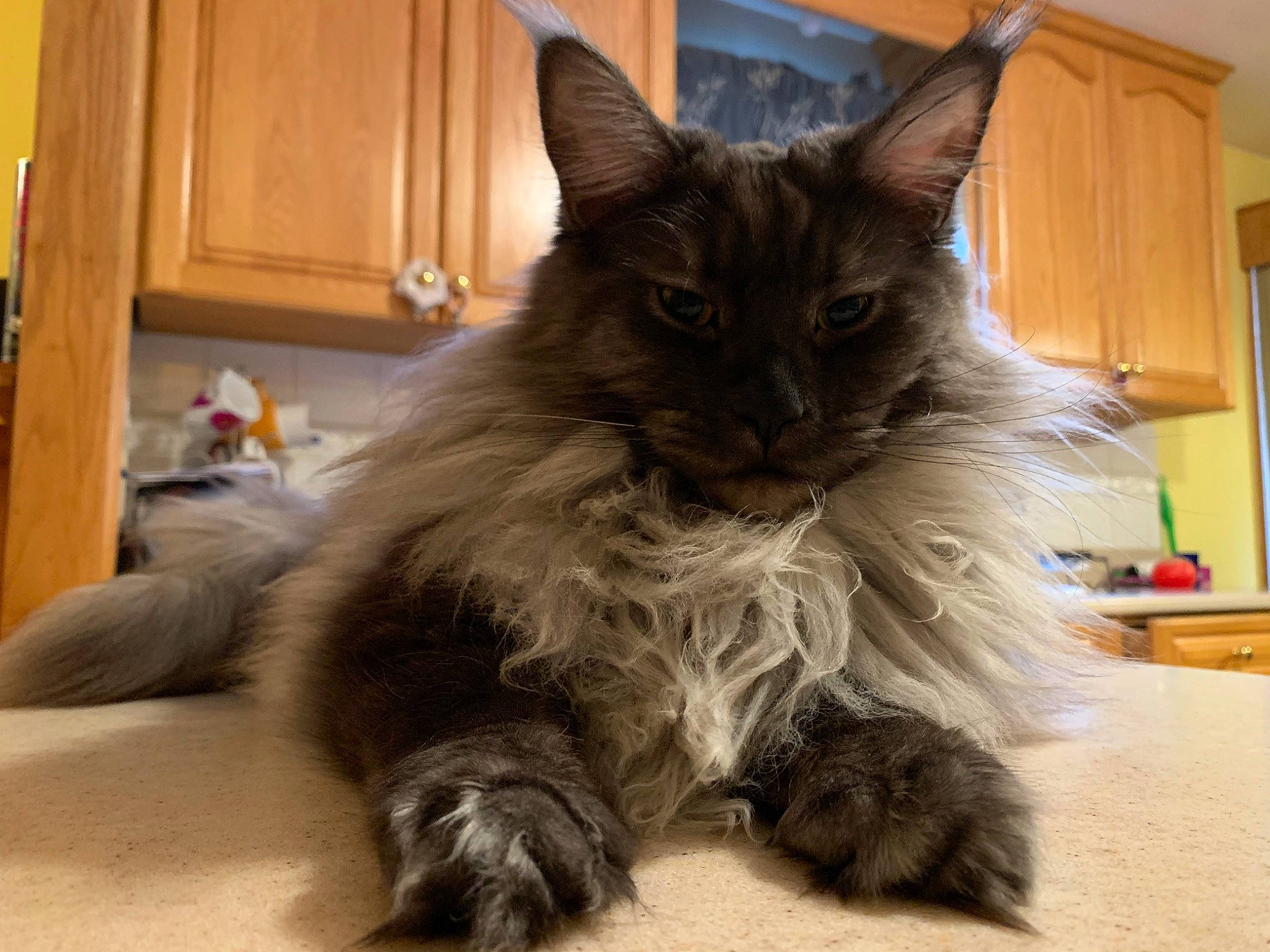 Ash joined the competition — help win amazing prizes! asian, asian_semi_longhair, british_longhair, british_semi_longhair, carnivore, cat, domestic_long_haired_cat, felidae, kitten, maine_coon, mammal, napoleon_cat, nebelung, norwegian_forest_cat, ragamuffin, ragdoll, siberian, small_to_medium_sized_cats, vertebrate, whiskers