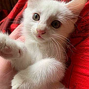 Mouse is registered to the contest to win money with this photo: kitten, white_cat, close_up, paw, cute, fur, pet, animal, whiskers, pink_nose, indoor, soft, young, mammal, feline, curious, hand, red_background, cozy, domestic