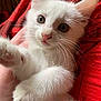 kitten, white_cat, close_up, paw, cute, fur, pet, animal, whiskers, pink_nose, indoor, soft, young, mammal, feline, curious, hand, red_background, cozy, domestic