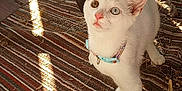 Mouse is registered to the contest to win money with this photo: cat, kitten, heterochromia, white_fur, curious, collar, striped_rug, sunlight, shadow, wooden_floor, indoor, pet, animal, ears, whiskers, floor, looking_up, domestic_cat, young_cat, small