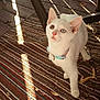 cat, kitten, heterochromia, white_fur, curious, collar, striped_rug, sunlight, shadow, wooden_floor, indoor, pet, animal, ears, whiskers, floor, looking_up, domestic_cat, young_cat, small