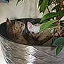 Mouse joined the competition — help win amazing prizes! cat, kitten, plant, pot, leaf, green, indoor, cozy, cute, feline, animal, fur, whiskers, tree, branch, resting, curious, domestic, nature, home