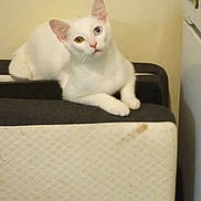 Mouse joined the competition — help win amazing prizes! animal, beige_wall, cat, cozy, cute, domestic, ears_up, feline, heterochromia, household, indoor, looking_at_camera, lying_down, mattress, paws, pet, refrigerator, relaxed, whiskers, white_cat