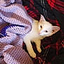 Mouse is registered to the contest to win money with this photo: animal, cat, cozy, crochet_blanket, cute, ears, fur, handmade, indoor, knitting, laying_down, looking_away, pet, plaid_blanket, purple_blanket, relaxing, resting, soft_texture, whiskers, white_cat
