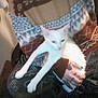 Mouse is registered to the contest to win money with this photo: blurred, cat, chair, comfort, cozy, dim_lighting, furniture, hand, holding, indoors, lap, long_legs, patterned_pants, person, pet, relaxing, ring, sitting, tattoo, white_cat